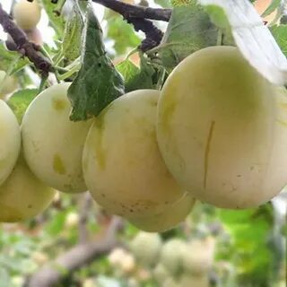 Слива сорт утро отзывы