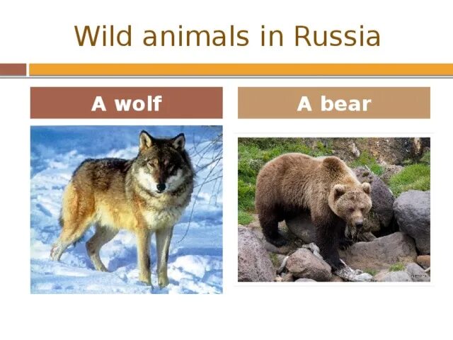 Wildlife in danger. Animals of Russia на карте. The animals of Russia 5 класс. Проект Wild animals of Russia. Проект по английскому языку 5 класса Wild animals of Russia.