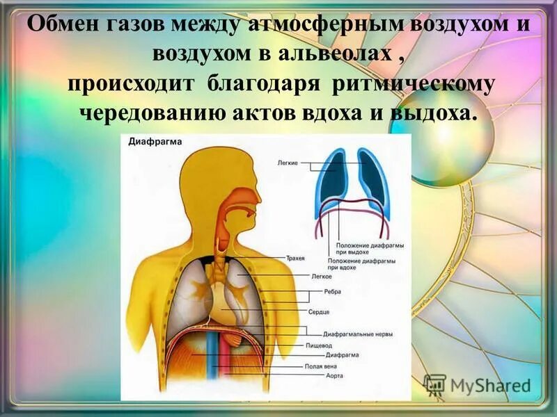 Легкие функцию газообмена. Газообмен между атмосферным и альвеолярным воздухом. Газообмен осуществляется благодаря. Газообмен в альвеолах происходит. Газообмен между океаном и атмосферой.