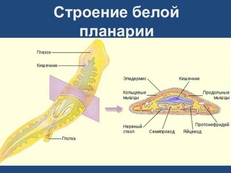 Какая часть белой планарии выполняет двигательную функцию. Плоские черви строение планарии. Схема внутреннего строения белой планарии. Пищеварительная система планарии. Молочная планария строение тела.