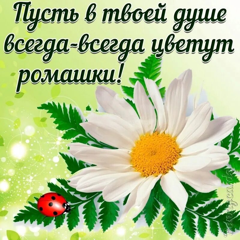 С днем ромашек картинки с надписями красивые. Букет ромашек открытка. Шикарный букет ромашек. Поздравительные открытки с ромашками. Ромашки с надписями.