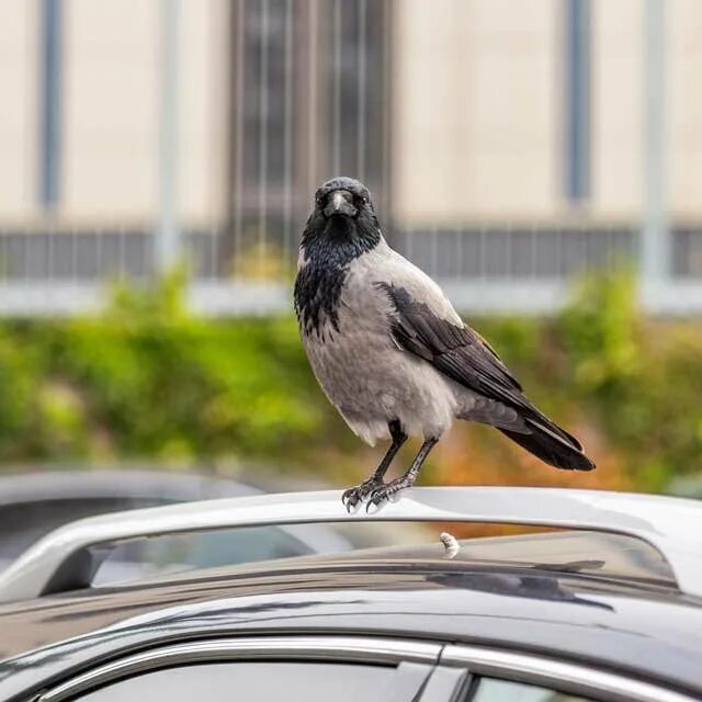 Машина bird. Птица на крыше автомобиля. Авто с птичкой. Ворона на машине. Ворона и автомобиль.