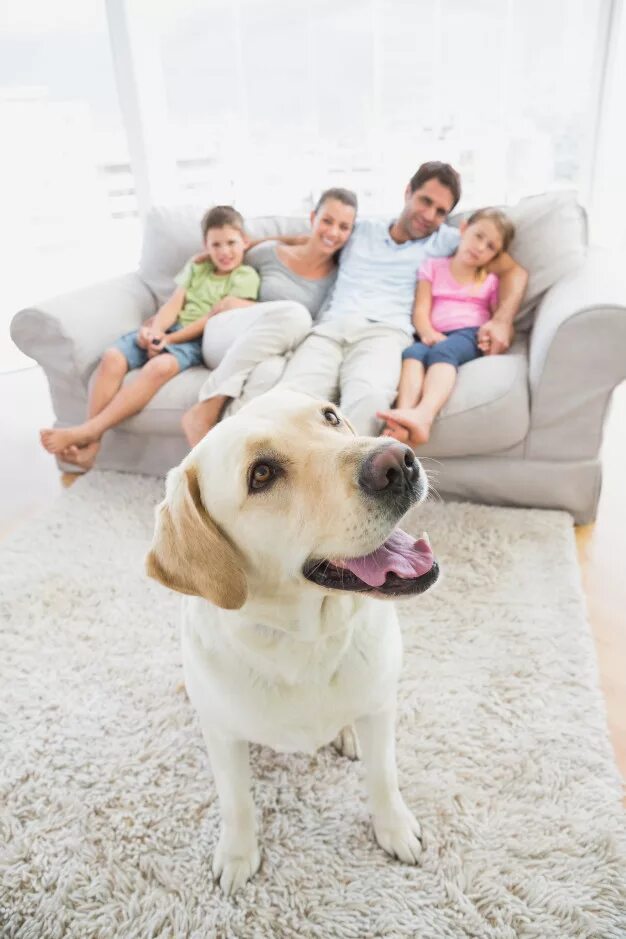 Снять квартиру с детьми и животными. Семья с лабрадором. Собака для семьи с детьми в квартиру. Семья с собакой в квартире. Счастливая семья в доме с собакой.