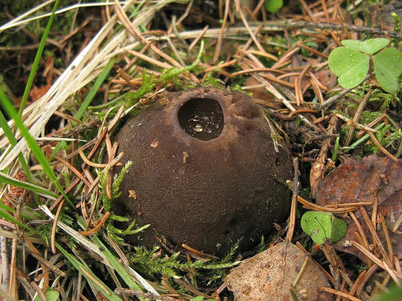 Саркосома шаровидная. Гриб Саркосома. Саркосома шаровидная Sarcosoma globosum (Schmidel) Rehm. Гриб Ведьмин котелок. Гриб саркосома шаровидная лечебные