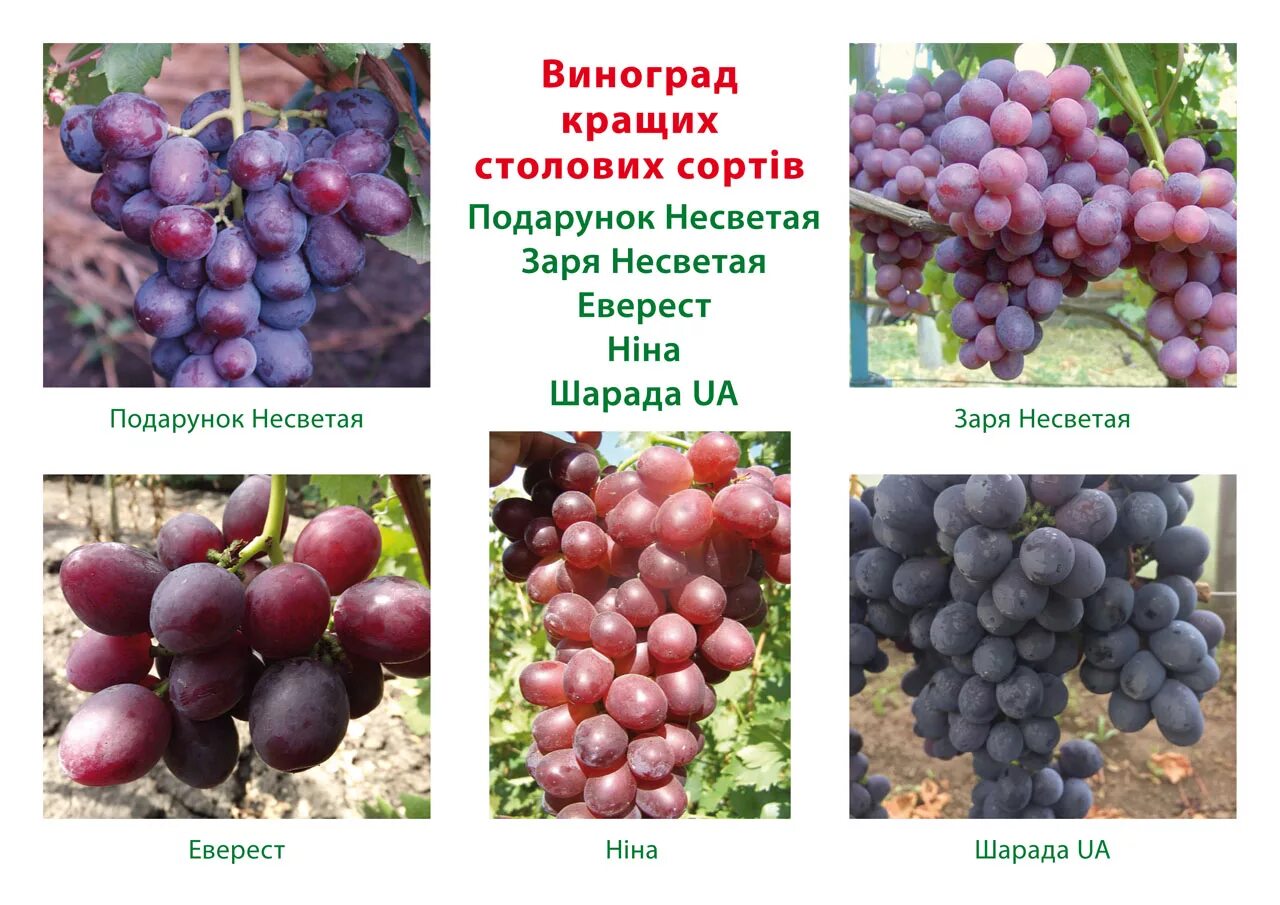 Виноград памяти несветая описание сорта фото отзывы фото