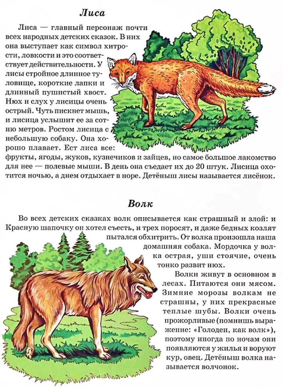 Рассказ про обитателя