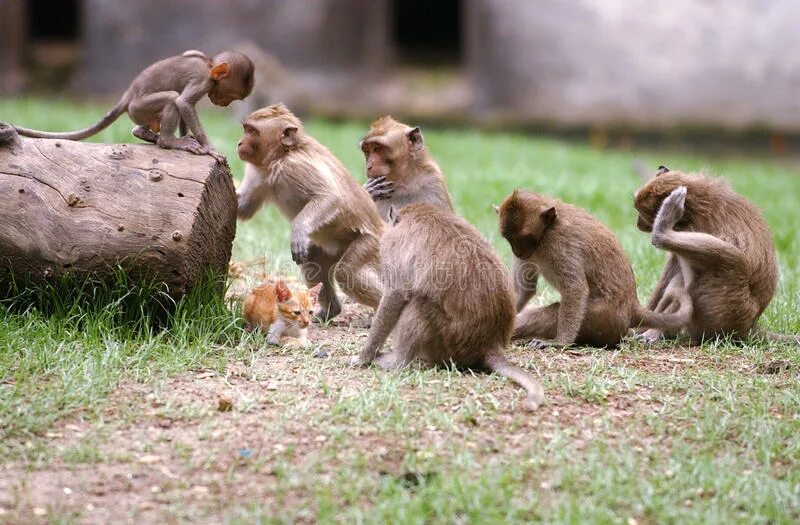 Look the monkeys are running