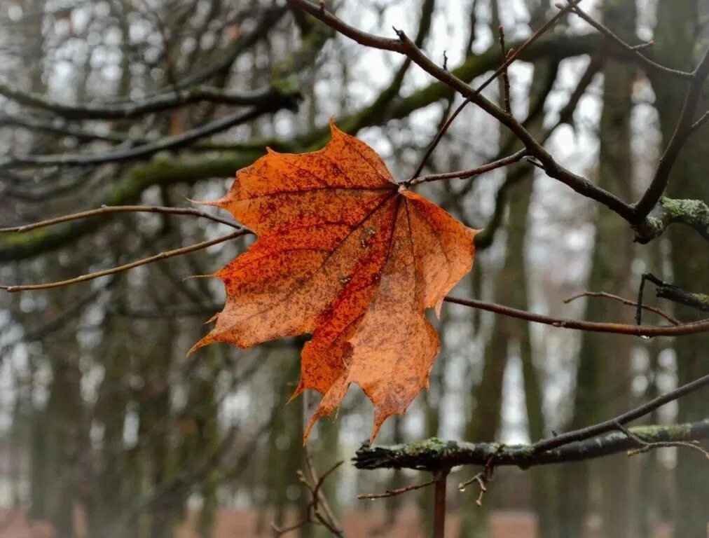 Поздняя осень. Поздней осенью листьями листьями. Осенний дуб. Поздней осенью листьями листьями. Дождливая осень.