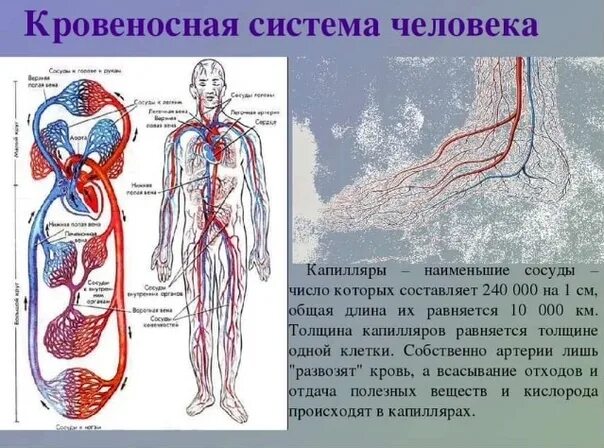 Органы кровеносной системы схема. Система кровообращения человека сердце и кровеносные сосуды. Схема строения кровеносной системы человека биология 8 класс. Кровеносные сосуды схема кровообращения. Роль кровообращения в организме