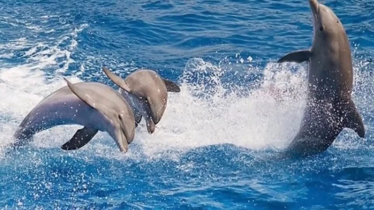 Дельфины в море видео. Черноморская афалина. Черноморская афалина. Дельфины в море видео. Дельфины в море видео.