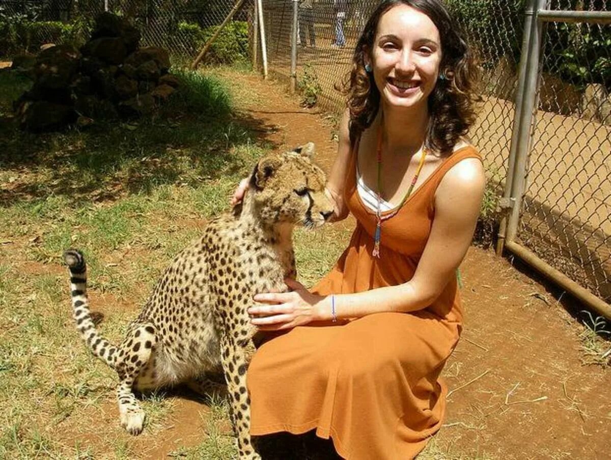 Pet cheetah. Прирученный гепард. Домашний гепард. Одомашненный гепард. Гепарда можно приручить.