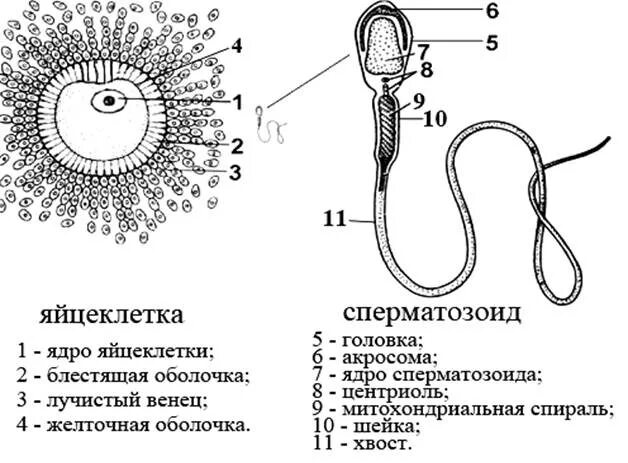 Мужская половая клетка. Строение яйцеклетки и спермия у человека. Строение яйцеклетки человека схема. Строение яйцеклетки и строение сперматозоида. Строение половых клеток сперматозоид.