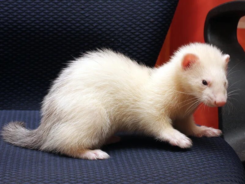 хорёк домашний белый. хонорик белый. альбиносная форма хорька 4 буквы. хонорик белый. декоративный хорек фретка.