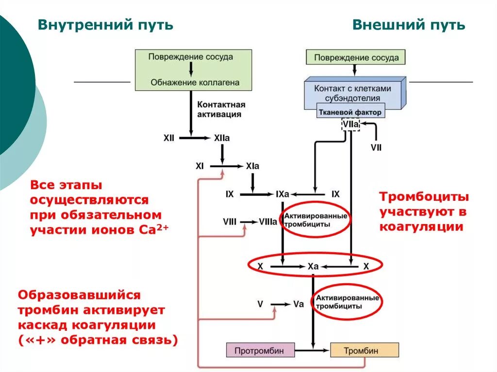 Свертывание крови печень. Внешний путь активации гемостаза. Система гемостаза факторы свертывания. Схема первой фазы коагуляционного гемостаза. Схема активации системы гемостаза.