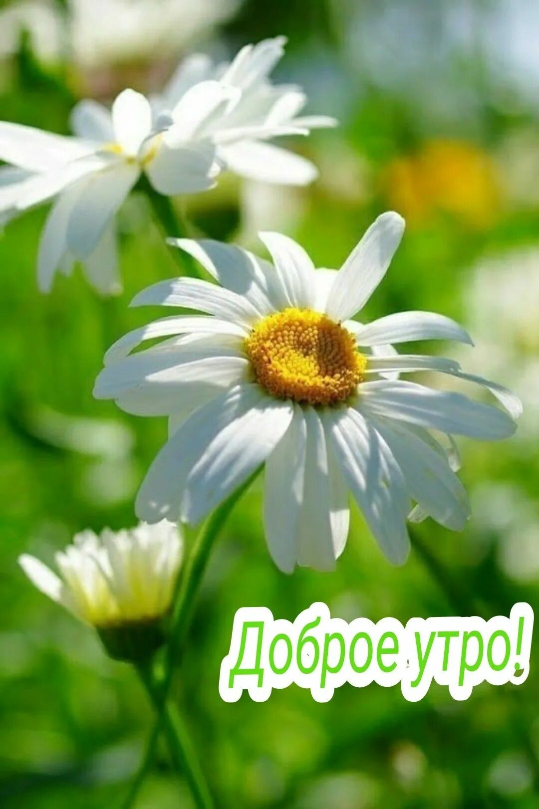 Ромашки живая природа. Полевые цветы ромашки. Поле ромашек. Полевые ромашки. Лето ромашки.