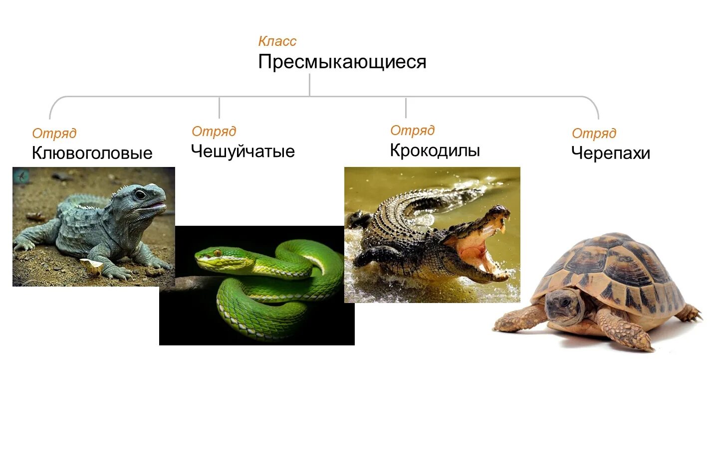 Многообразие пресмыкающихся. Таблица отряд чешуйчатые. Клювоголовые пресмыкающиеся. Крокодилы черепахи чешуйчатые.