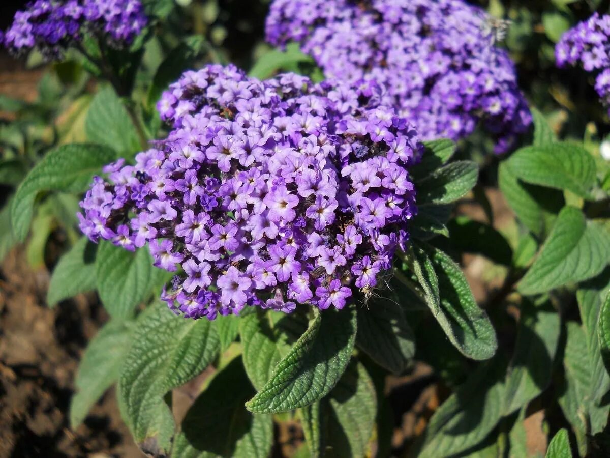 Гелиотроп цветок. Гелиотроп цветок выращивание из семян фото. Гелиотроп перуанский марин. Гелиотроп марина. Фиалка гелиотропа моргана.