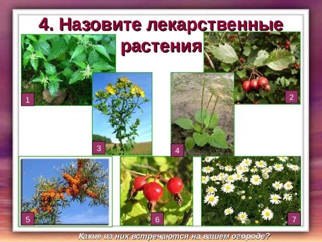 Лекарственные культурные растения примеры Презентация на тему "Культурные лекарственные растения. Приготовление настоев из