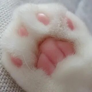 Подушечки лапы кота