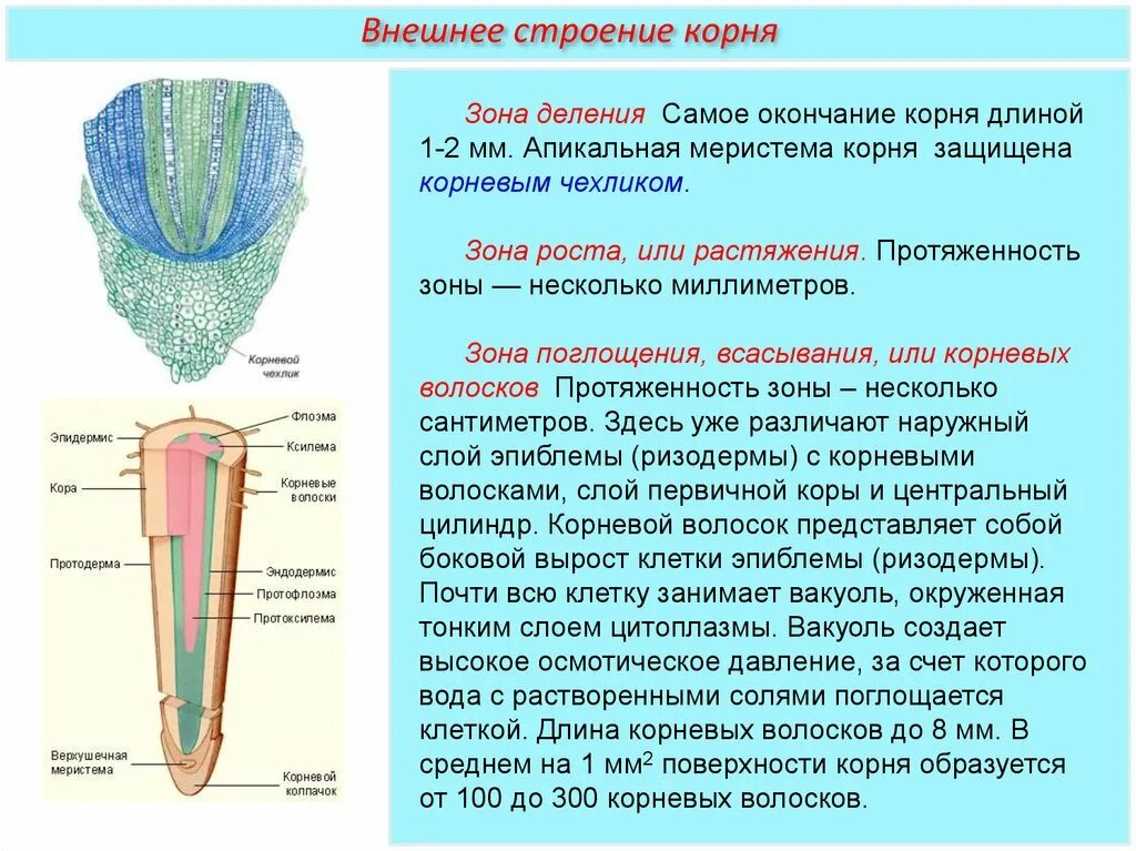 Корневой чехлик защищает зону корня. Внешнее строение корня зона деления. Корневой чехлик зона деления. Зона деления корня меристема. Апикальная меристема корня.