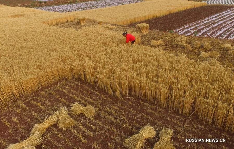 Японская пшеничная. Сельское хозяйство Китая пшеница. Плантации пшеницы. Поля пшеницы Китай. Зерновые в Китае.