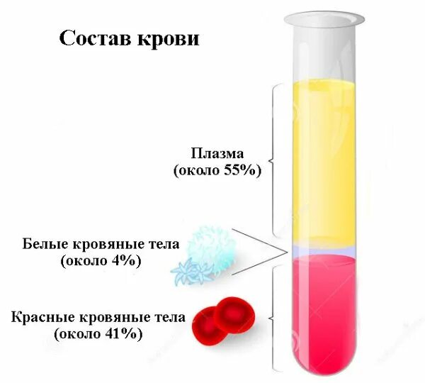Плазма состоит из. Плазма крови схема. состав кровяной плазмы. строение плазмы крови. состав плазмы крови человека.