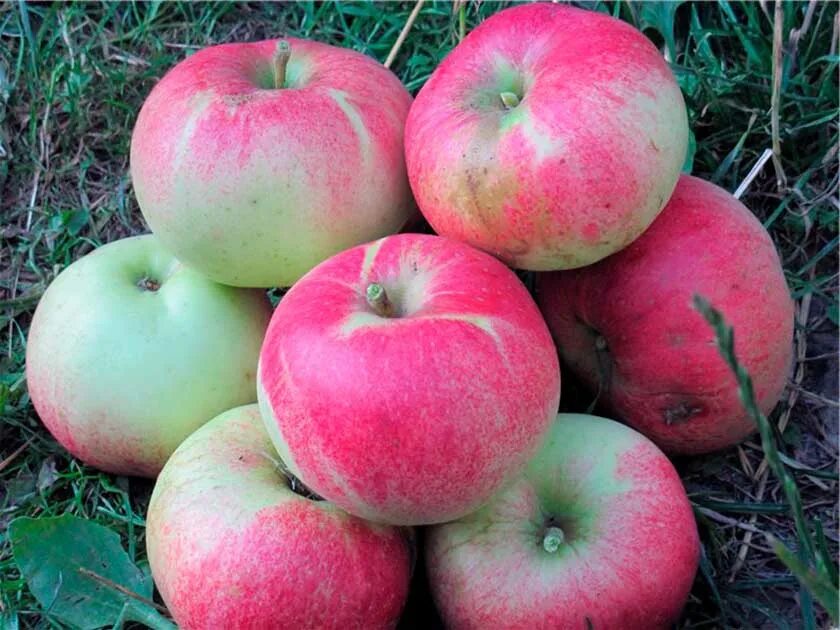 Сорт яблок медуница. Саженец сорт яблоня медуница. Яблоня красное раннее. Яблоня медуница. Яблоня медуница.