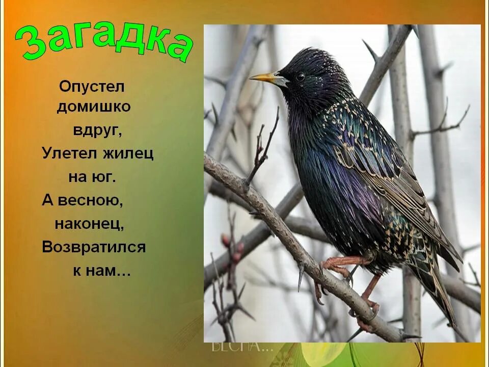 Скворец количество звуков. Загадка про скворца. Загадка про скворца для детей. Загадка про скворца для дошкольников. Загадка о скворце 2.