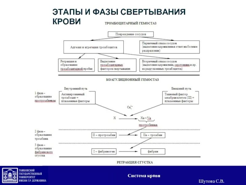 Этапы свертывания крови таблица Внешний" и "внутренний" пути свертывания крови