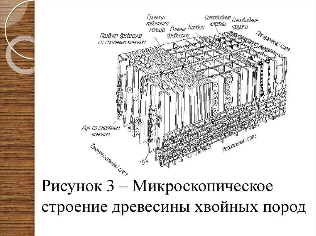 Структура хвойного. Трахеиды древесины сосны. Микростроение древесины хвойных пород. Микростроение древесины лиственных пород. Макроскопическое строение древесины хвойных пород.