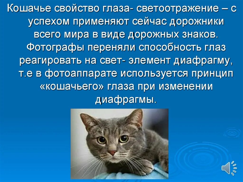 Кошки используют людей. Кошки мяукают только с людьми. Агрессивная поза кошки. Разговор с кошкой. Кошка потратила жизнь.