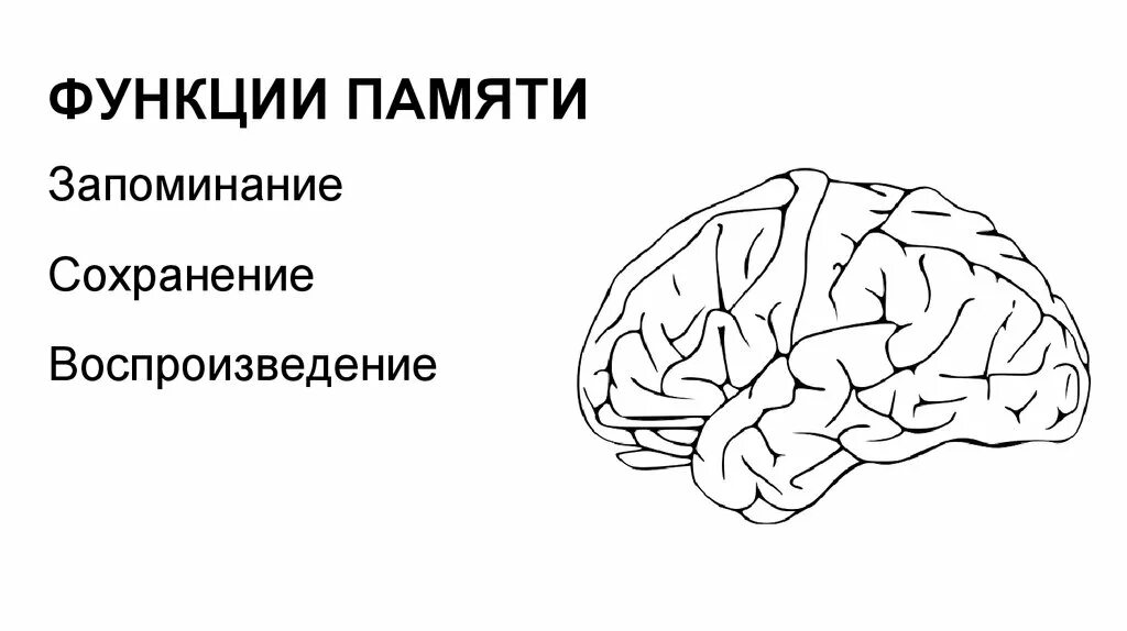 Память функция мозга. Функции памяти в психологии. Основные функции памяти. Память функции и виды памяти. Функции памяти кратко.