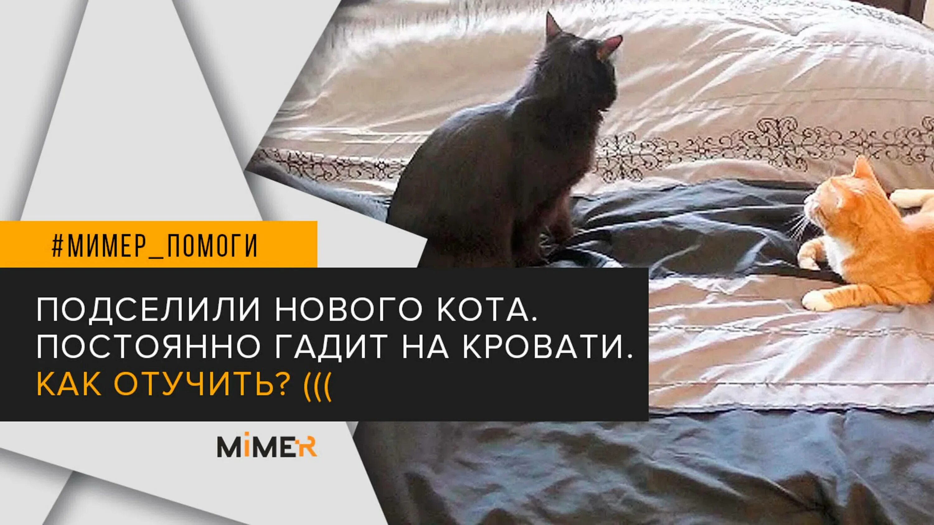 Кошка гадит на кровать что делать. Котик гадит на постель. Котенок нагадил на кровать. Отучить кошку гадить на кровать. Как отучить котенка гадить на постель.