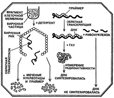 Фрагменты клетки