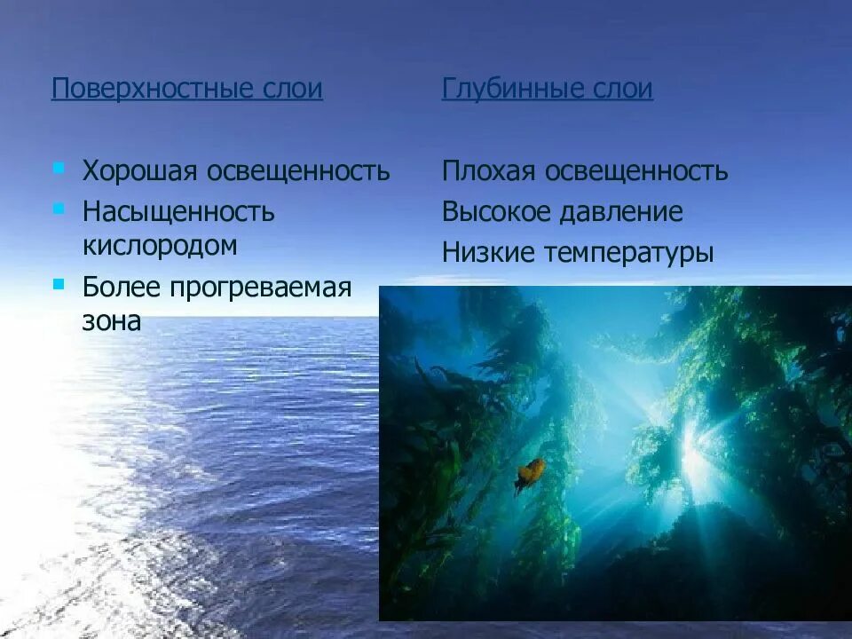 Какие факторы влияют на жизнь в океане. Поверхностный слой океана. слои жизни в океане. условия в океане. жизнь в поверхностных слоях открытого океана часто ограничивается.