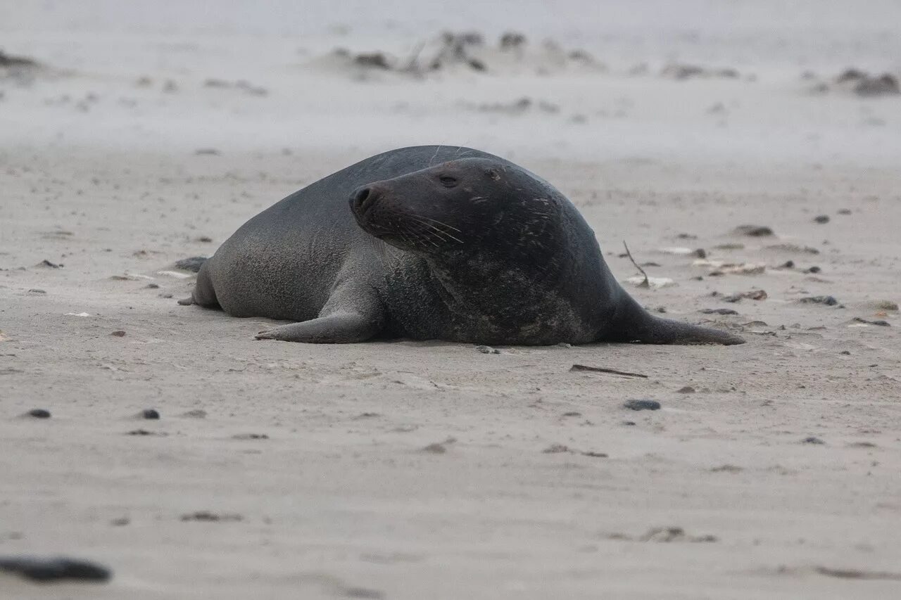 Grey seal
