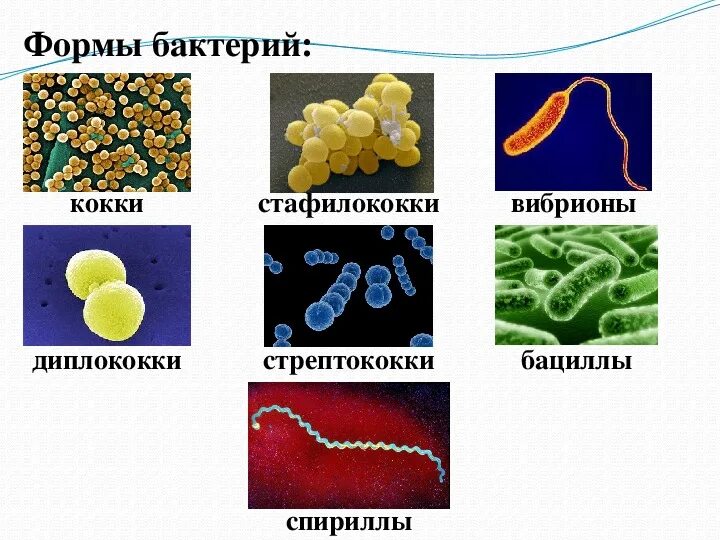 Пять бактерий