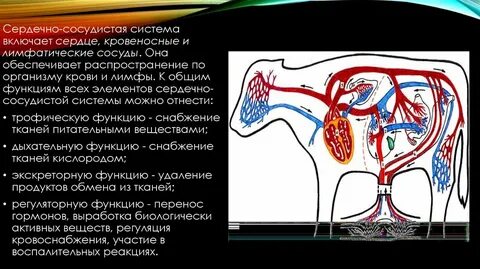 Сосудистые системы 8 класс