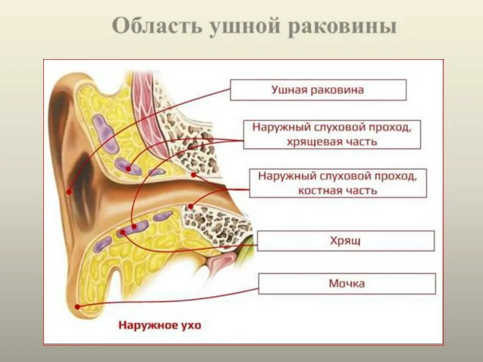 Ушная раковина какое ухо. Строение наружного уха хрящ. Строение наружного слухового прохода. Наружное ухо наружный слуховой проход. Наружный слуховой проход костная и хрящевая части.