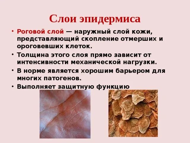 Какие функции выполняют образования кожи. Роговые образования кожи. роговой слой. роговой слой кожи. толщина рогового слоя зависит от.