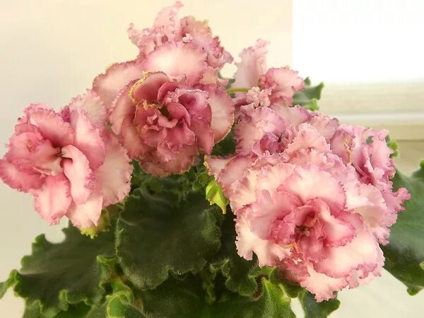 фиалка ле пина колада. сорт фиалки роза ветров. фиалка ле розовое золото. фиалка ле розовое золото. фиалка розовый какаду.