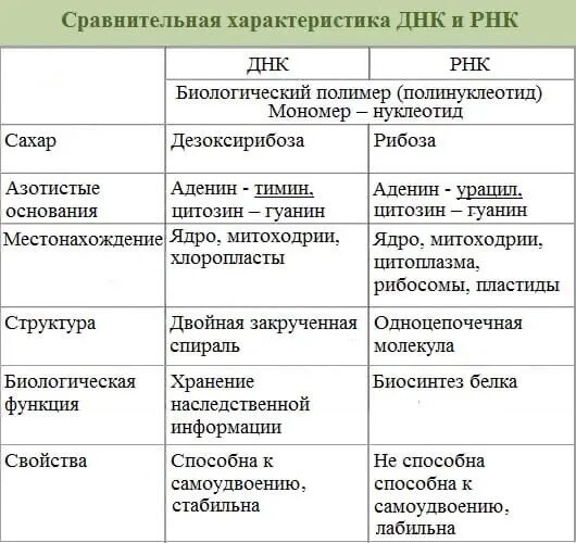 Заполнить таблицу нуклеиновые кислоты
