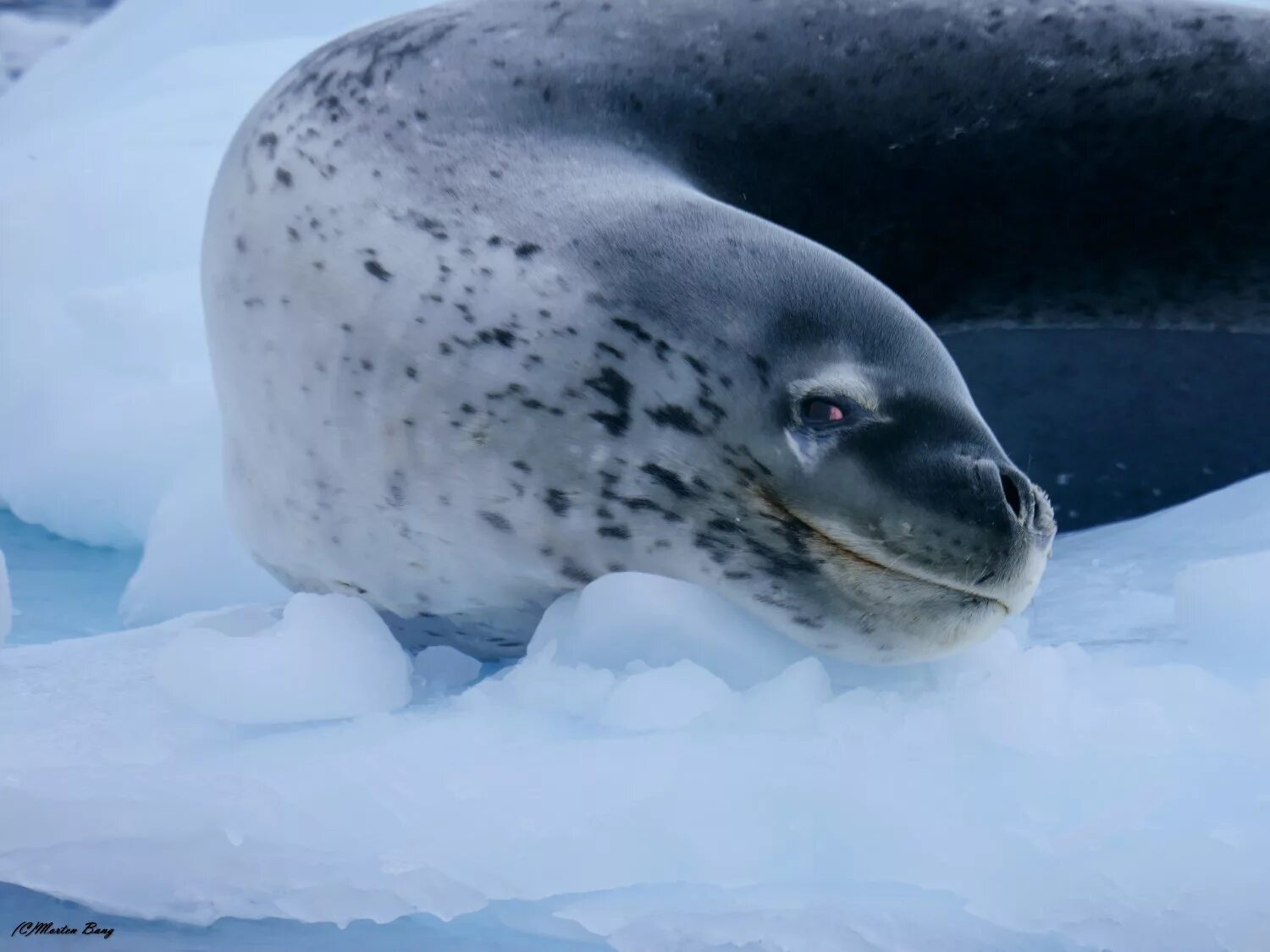 Морской леопард материк. Ластоногие морской леопард. Морской леопард материк. Морской леопард в антарктиде. Морской леопард в антарктиде.