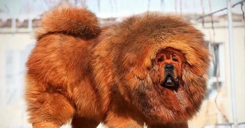 Тибетский мастиф самая большая