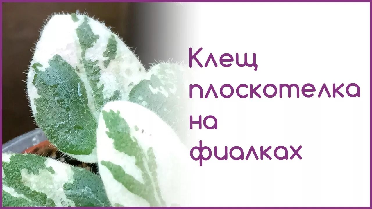 Обработка цветов от клеща комнатных