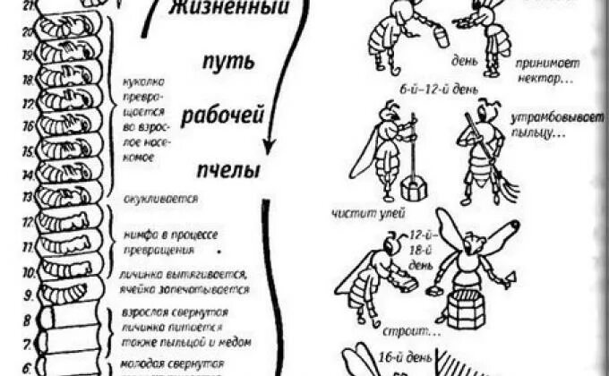 Таблица развития пчел. Жизненный цикл пчелы схема. Цикл развития пчелиной матки схема. Цикл развития пчелы схема. Жизненный цикл пчелы медоносной схема.