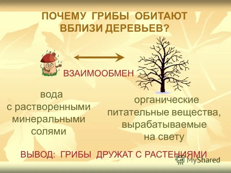 Почему грибы были. Почему грибы выделяют в отдельное царство живых организмов. Почему грибы выделяют в самостоятельное царство живых организмов. Почему грибы выделены в самостоятельное царство. Почему грибы выделяют в отдельное царство живых организмов.