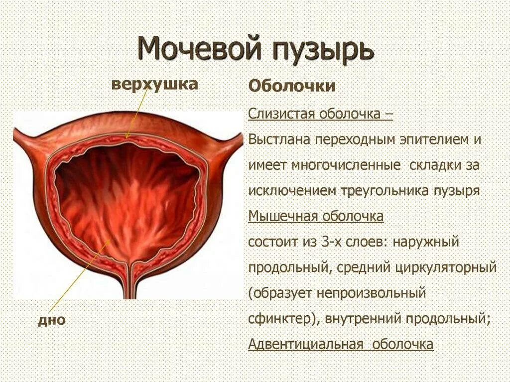 Боли внизу мочевого пузыря у женщин. Наружное строение мочевого пузыря анатомия. Строение слизистой оболочки мочевого пузыря. Строение стенки мочевого пузыря. Мочевой пузырь строение оболочки.