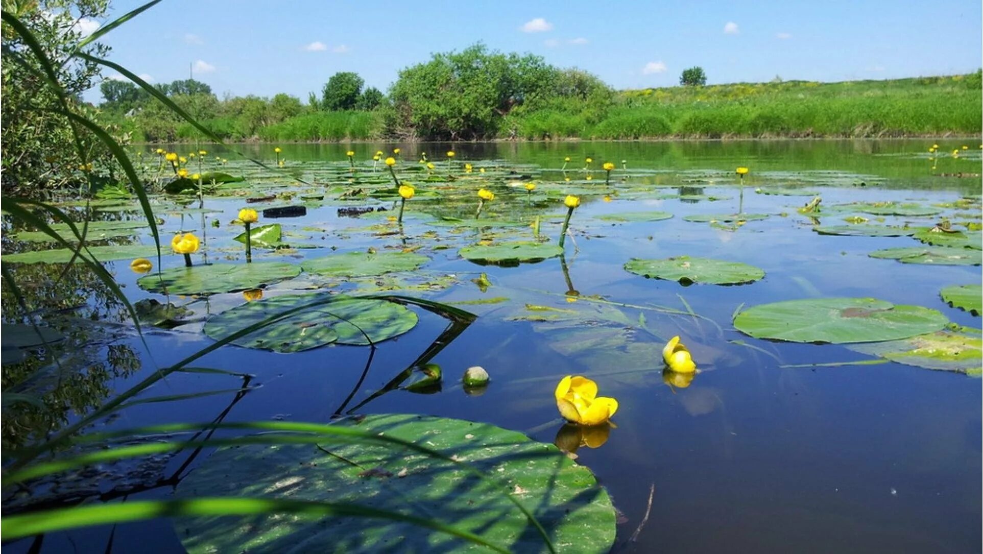 Розоватой воде на пруду. Икорец река Воронежская кувшинки. Река Кривуша кувшинки. Озеро с кубышками. Кизлярский залив кувшинки.