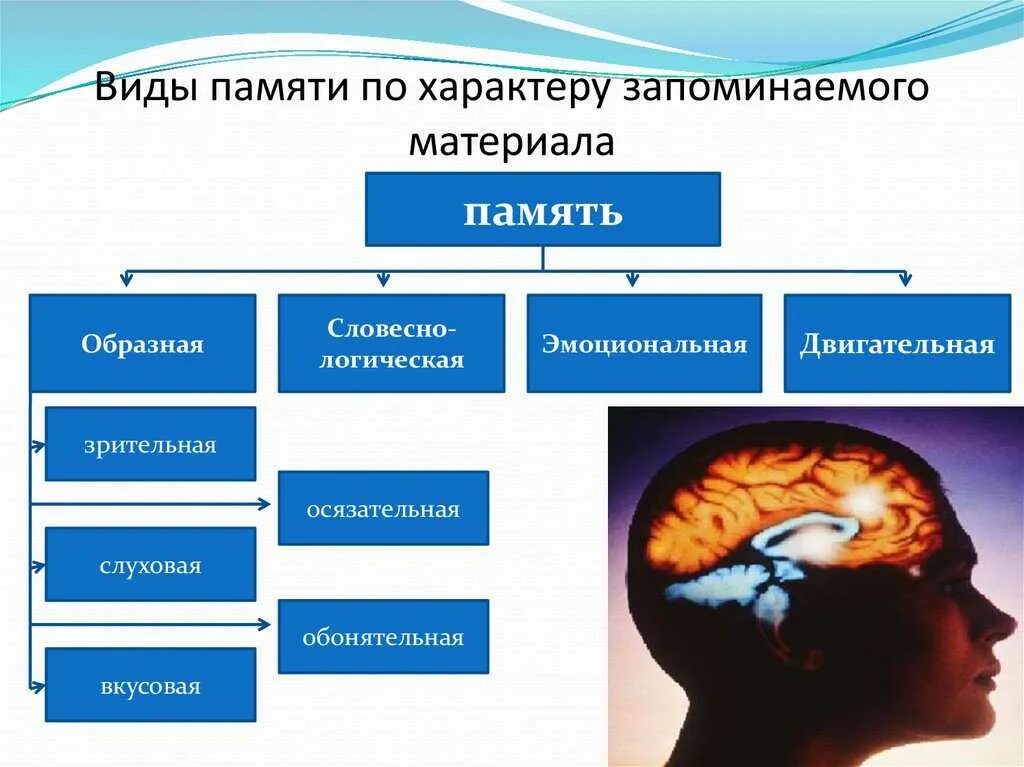 Виды памяти по сохранению информации. Виды памяти по сохранению информации